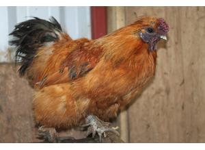 Gorgeous gold silkie cockerels available now.