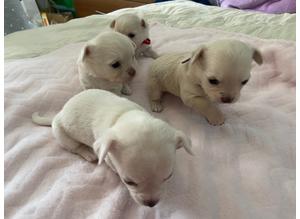Stunning White Platinum and Cream Female Chihuahua Puppies