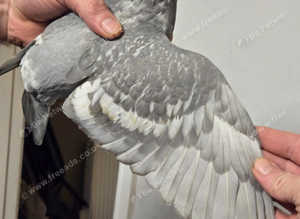 Beautiful pair of OPAL pigeons