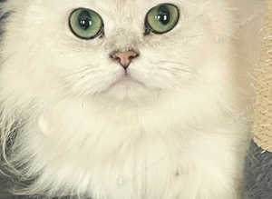 Two Beautiful Chinchilla Persian Female Cats