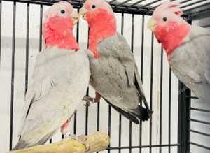 Stunning talking Galah parrot