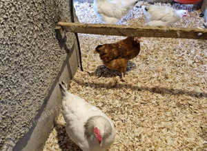 Hens for sale