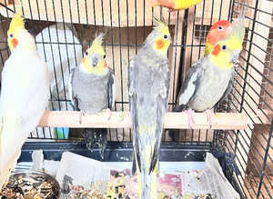 Stunning young cockatiels for sale