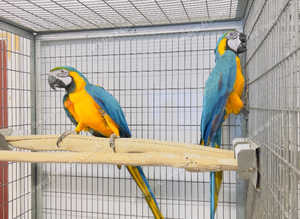 Stunning breeding pair macow parrot