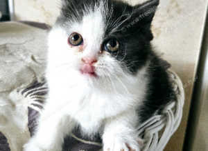 Pedigree Selkirk Rex kittens for sale