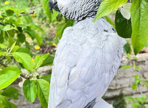 Fully hand tamed African grey Parrot