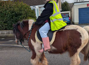 Rolo 12hh gelding