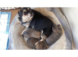 BEAUTIFUL CHIHUAHUA PUPPIES FOR SALE