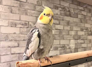 Beautiful baby green Indian ringnick parrot