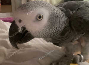 African grey rehoming