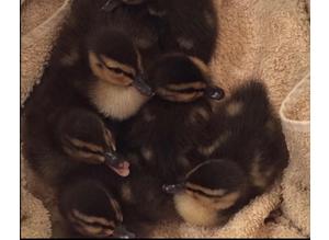 9TH JULY Lovely Mallard Ducklings to Reserve