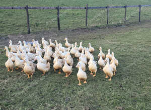 CHERRY VALLEY FEMALE DUCKS
