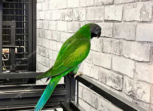 Stunning baby derbayn parrot
