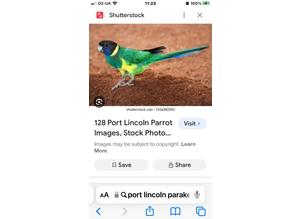 Port Lincoln Parakeet