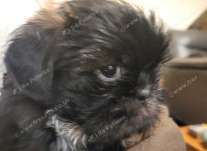 Last  gorgeous little boy. Full shih tzu