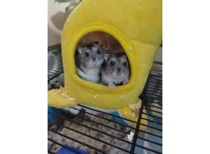 Dwarf 2 boy hamsters