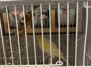 is anyone willing 2 pairs of canaries for pairs of canaries