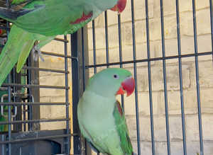 Stunning young alexandrine parrot
