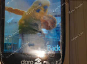 Missing budgie Silky