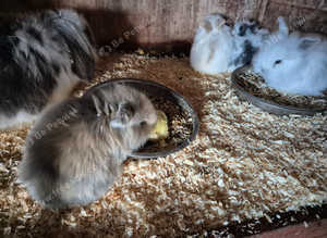 Mini lion lop baby bunnies rabbits