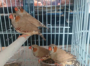 4 cock Thorne zebra finch