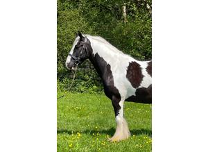 Show/xcountry all rounder Piebald