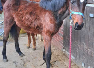 Irish Sports Horse