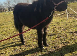 Minnie Shetland sassy