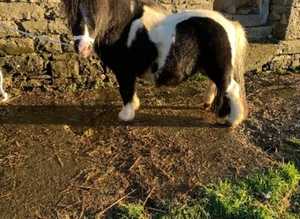 Top class piebald shetland stallion