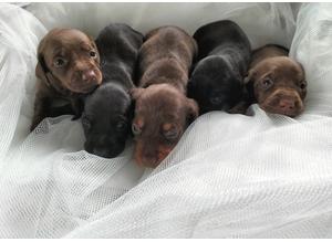 Litter of miniature dachshund puppies