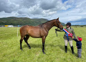 Champion show horse