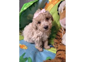 Poochon puppys outstanding temperaments from loving parents