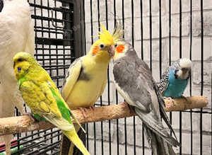 Beautiful young cockatiels