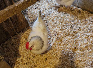 Chickens for sale