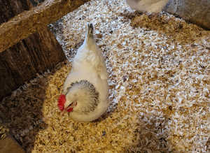 Chickens for sale