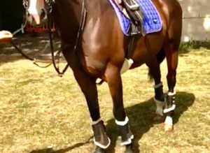 16hh 8year old Tb Mare