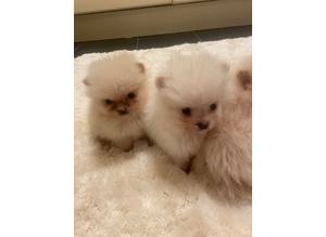 xsmall Pomeranian puppies
