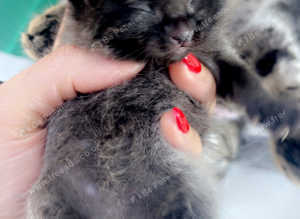 Kittens