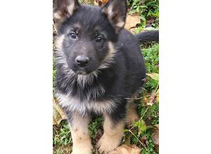 Fun, outgoing and smart German Shepherd puppies