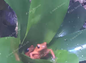 Pair of oophaga bri bri