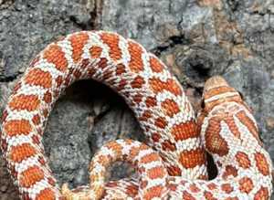 Red Toffeebelly Western Hognose at Birmingham Reptiles