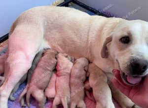 Quality KC Registered Labrador Retriever Puppies