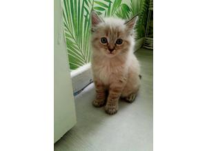 READY NOW !DISCOUNTED PRICE!! 2 AMAZING PERSIAN KITTENS WITH UNIQUE MARKINGS FOR SALE