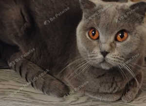 Scottish fold British short hair