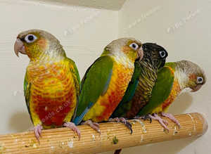 Stunning baby conure parrots