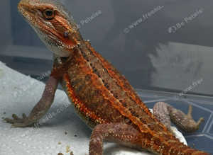 Bearded dragons available