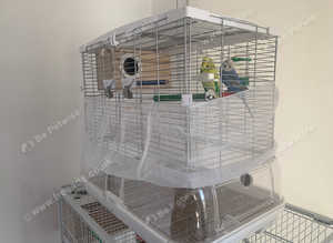 Breeding pair of budgies with cage nestbox a