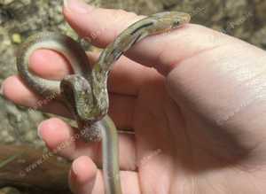 Trinket snake at Birmingham Reptiles