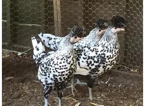 The Ark- Day old - POL chickens