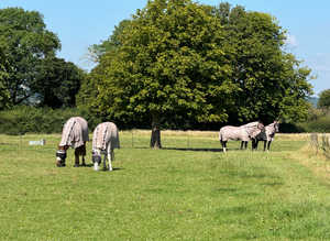 Retirement Livery Available. 24 hr turnout.